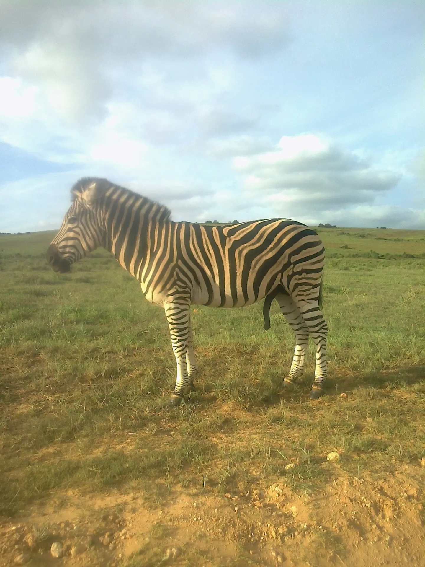 Zebra in Addo Elephant National Park
