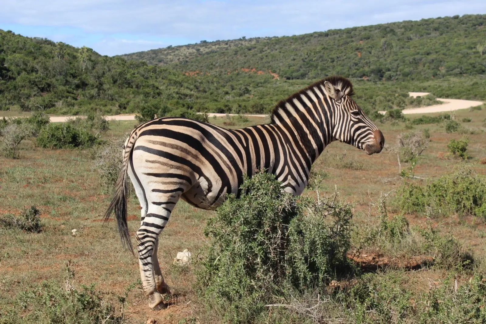 Zebra in the Addo shrubland