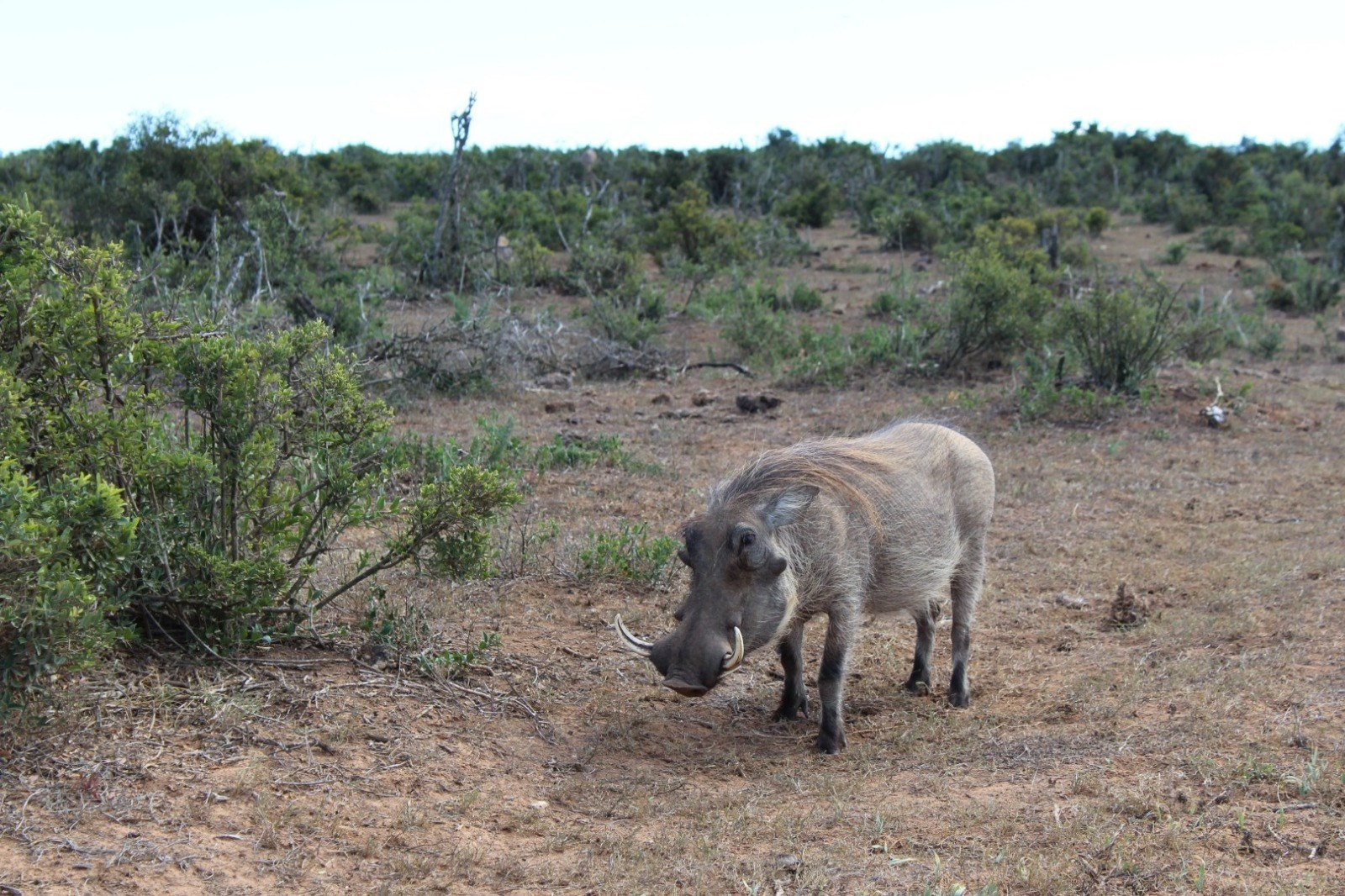 Warthog in the Addo bush