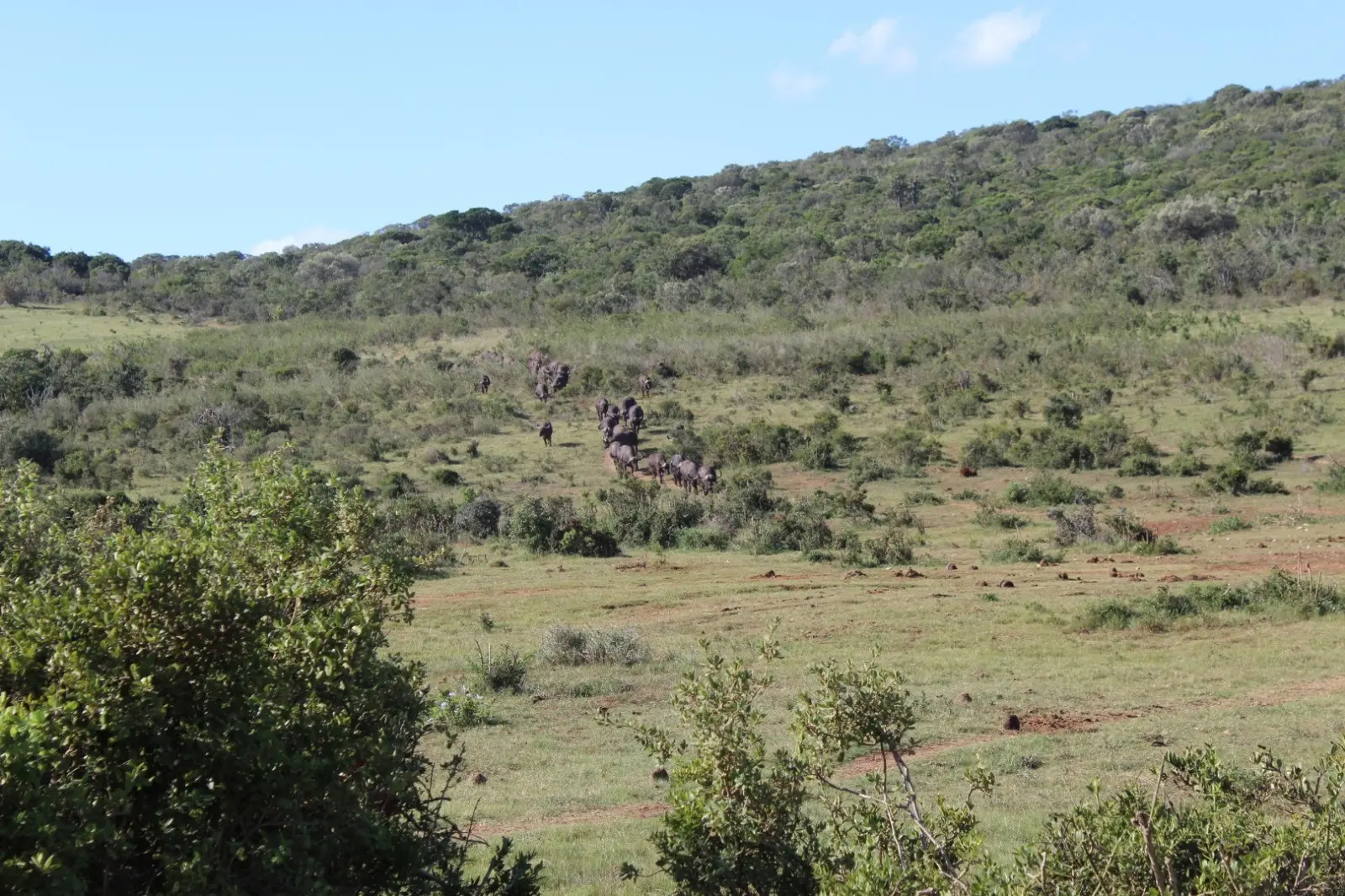 Elephant herd in Addo Elephant National Park