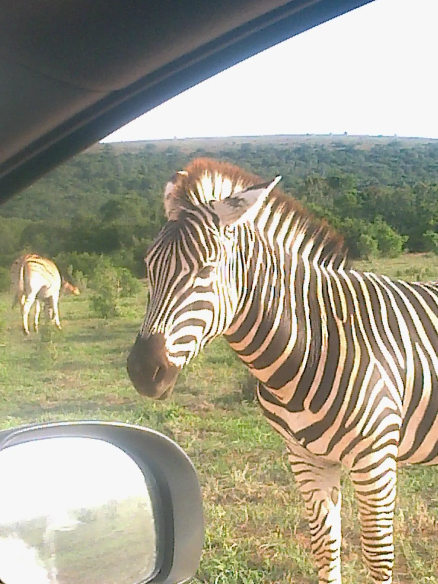Close zebra encounter from the safari vehicle
